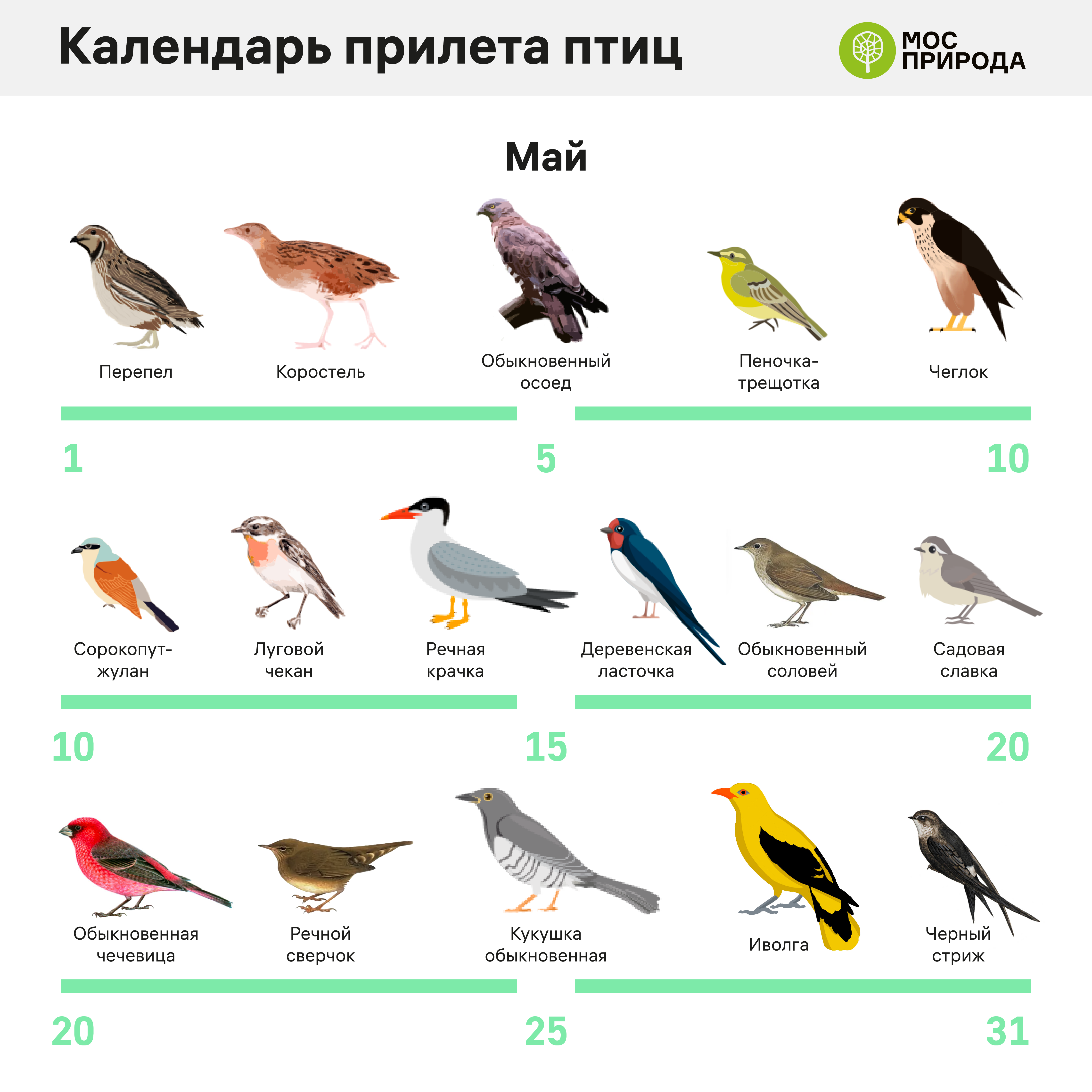 птицы москвы фото